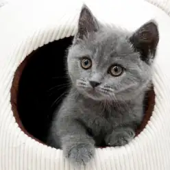 【 ブリティッシュショートヘア 】天真爛漫まん丸女子、ブリちゃん