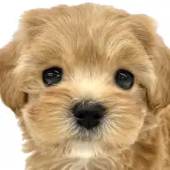 【 MIX 】マルチーズとトイプードルの最強遺伝子を受け継いだ二刀流マルプー登場