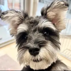 【 ミニチュアシュナウザー 】できるかな？知育トレーニングは良いことがいっぱい！