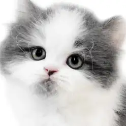 【 ブリティッシュ 】ハチワレ模様と髭模様がポイント！ロングヘアの癒し系男の子