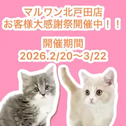 【 お知らせ 】お客様大感謝祭開催中!北戸田店の子猫をご紹介!