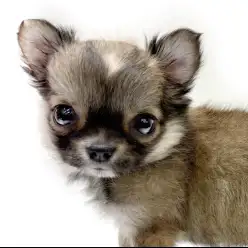 【 チワワ 】人見知りなし！誰とでも仲良くなれちゃうフレンドリーな女の子