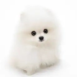 【 ポメラニアン 】ふわふわの被毛がプレミアム級！白ポメ女子