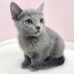 【 ロシアンブルー 】気品と優しさを纏うロシアンブルーがマルワン志村坂下店に登場