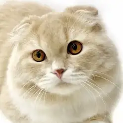 【 スコティッシュフォールド 】初めての猫にぴったり!その魅力とは!?