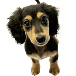 【 カニンヘンダックスフント 】おっとり系女子の初シャンプーに密着!