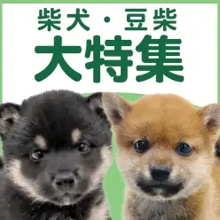 【 柴犬・豆柴特集 】3/5現在在店中の和犬代表わんこ！最新動画付き！