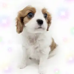 【 キャバリア 】可愛いお顔の男の子はのんびりマイペースの飼いやすい性格