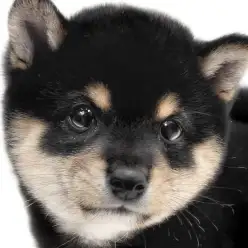 【 豆柴 】日本犬代表はへそ天が特技?甘さと凛々しさを兼ね備えた黒豆柴の女の子!