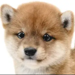 【 豆柴 】大きさは柴犬の半分？可愛くて飼いやすい日本犬は愛嬌抜群の女の子！