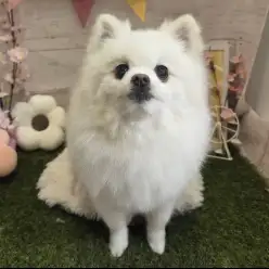 【 城山トリミング 】城山トリミング日和 No.27『うみちゃん』