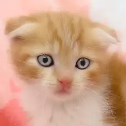 【 スコティッシュフォールド 】レッドタビーが美しい垂れ耳丸顔の癒し系ニャンコ！