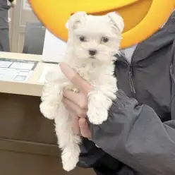 【 マルチーズ 】 卒業おめでとう！ご家族が決まりました！