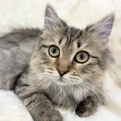 【 サイベリアン 】まったり女子の進化が止まらない！生後4ヶ月半の可愛い成長記