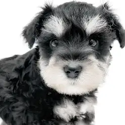 【 ミニチュアシュナウザー 】チャーミングな瞳の極上のコントラスト美少女！