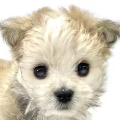 【 MIX 】黄金比フェイスと特別カラーの魅力あふれるマルチワの女の子！