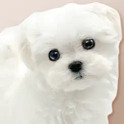 【 マルチーズ 】マルワンプレミアム！国宝級の可愛さを持つ小さなプリンスが登場！