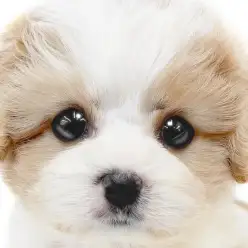 【 キャバション 】キャバリアMIXの人気筆頭!ブレナムスポットが美しい女の子!