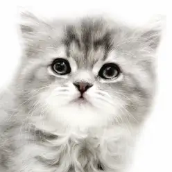 【 ラガマフィン 】ぬいぐるみ級の可愛さ！ふわもこ癒し系の女の子