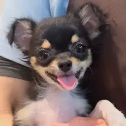 【 チワワ 】生後5ヶ月体重1.1kgのミニマムサイズ！猫ちゃんとも遊べるフレンドリーな女の子！