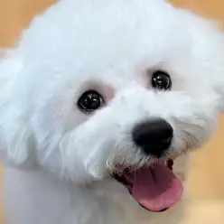 【 ビションフリーゼ 】最幸のペットライフを！賢く明るい特別な逸材の3rdブログ