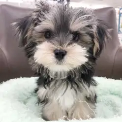 【 MIX犬 】生後3ヶ月半！可愛さが際立つ唯一無二のマルキー！会える今が本当に特別！