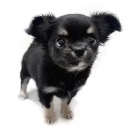 【 チワワ 】うるうるな瞳に靴下柄!見逃し厳禁のチワワちゃん