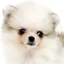 【 ポメラニアン 】珍しい毛色と極小サイズ!才色兼備のポメラニアンちゃん入店!