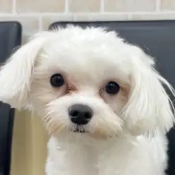 【 マルチーズ 】生後8ヶ月の女の子！カットして可愛さ倍増した最新情報を大公開！