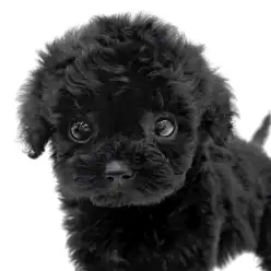 【 トイプードル 】小さいけれど存在感はBig!プレミアムプーちゃんの登場です！