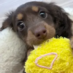 【 ミニチュアダックスフント 】くっきり眉と濃厚濃いめのチョコレートの女の子!