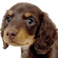 【 ミニチュアダックスフント 】人気急上昇中！ビターテイストの胴長短足ボーイ！