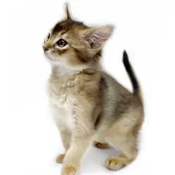 【 ソマリ 】優雅で遊び上手！ルディカラーの男の子が仲間入り