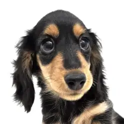 【 カニンヘンダックス 】小さめサイズ！ダックスの可愛さ全部のせ！