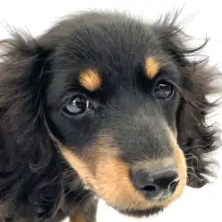 【 カニンヘンダックス 】愛嬌可愛さ百点満点！人懐っこい女の子が東日暮里店に登場