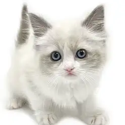 【 ラグドール 】甘え上手なドールキャット!青い瞳を持つ激カワお姫様が降臨!