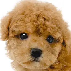 【 トイプードル 】テディベア感溢れる王道レッドのプーちゃんがやってきた！