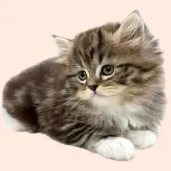 【 サイベリアン 】ブラウンタビー&ホワイトの童顔な男の子が埼玉浦和に登場！