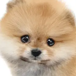 【 ポメラニアン 】オレンジの被毛輝く愛されボーイ！プレミアム認定のたぬきポメ