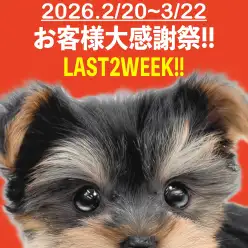 【 お知らせ 】お客様大感謝祭も残り2週間！下丸子店在籍中わんにゃんを一挙ご紹介