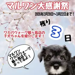 【 お知らせ 】お客様大感謝祭ラストスパート！ワカバウォーク鶴ヶ島店の子犬紹介!