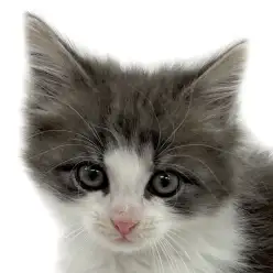 【 ノルウェージャンフォレストキャット 】パパはACCチャンピオン!