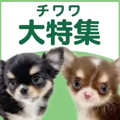【 チワワ特集 】3/19現在在店中の世界最小犬種！最新動画必見！