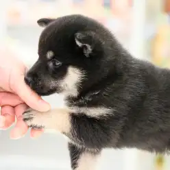 【 豆柴 】美しいコントラストカラー！コロコロこぐまちゃんフォルムの黒豆柴！