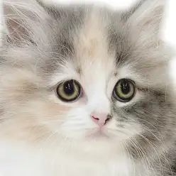 【 サイベリアン 】希少カラーで上品なルックスが唯一無二の存在感溢れる女の子