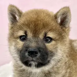【 柴犬 】まん丸ボディの持ち主！赤柴の女の子がマルワン板橋志村坂下店に入店！