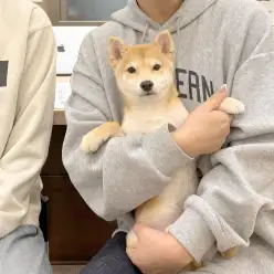 【 豆柴 】卒業おめでとう！ご家族が決まりました