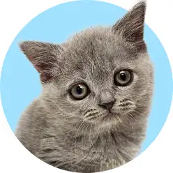 【 ブリティッシュショートヘア 】丸猫代表！究極の癒しキャットが埼玉川口に登場！