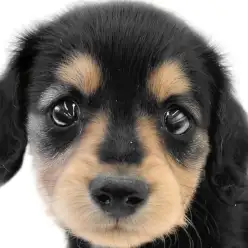 【 カニンヘンダックスフント 】あざとさと愛嬌は都内No.1！小さめ家系の女の子