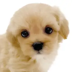 【 マルプー 】マルチーズとトイプードルの最強MIX犬!白い靴下を履いた女の子!